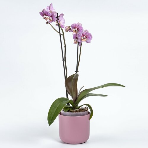 Plastia Samozavlažovací květináč Tolita Air růžová, pr. 19 cm