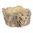 Beton burkolat - tusk with mushrooms, 26 x 24 x 14cm