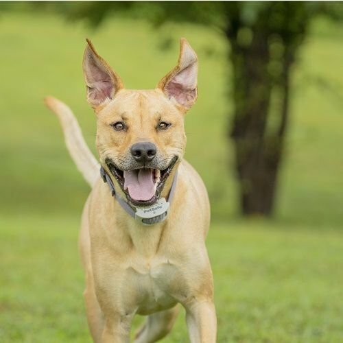 PetSafe® Extra obojek pro elektrický ohradník Classic - thumb (1)