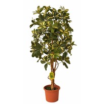 Umelý strom Schefflera Exclusive v terakotovom kvetináči, 120 cm Umelý strom Schefflera Exclusive v terakotovom kvetináči, 120 cm