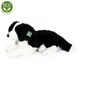Rappa fekvő Border collie kutyus, fekete-fehér, 45 cm