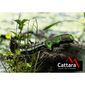 Ніж Cattara 13223 Jungle, 21,7 см