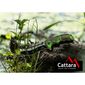Cattara 13223 Ніж складаний Jungle, 21,7 см