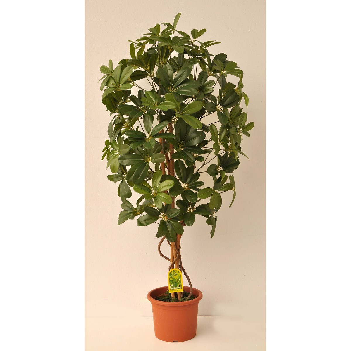 Umělý strom Schefflera Exclusive v květináči, 120 cm