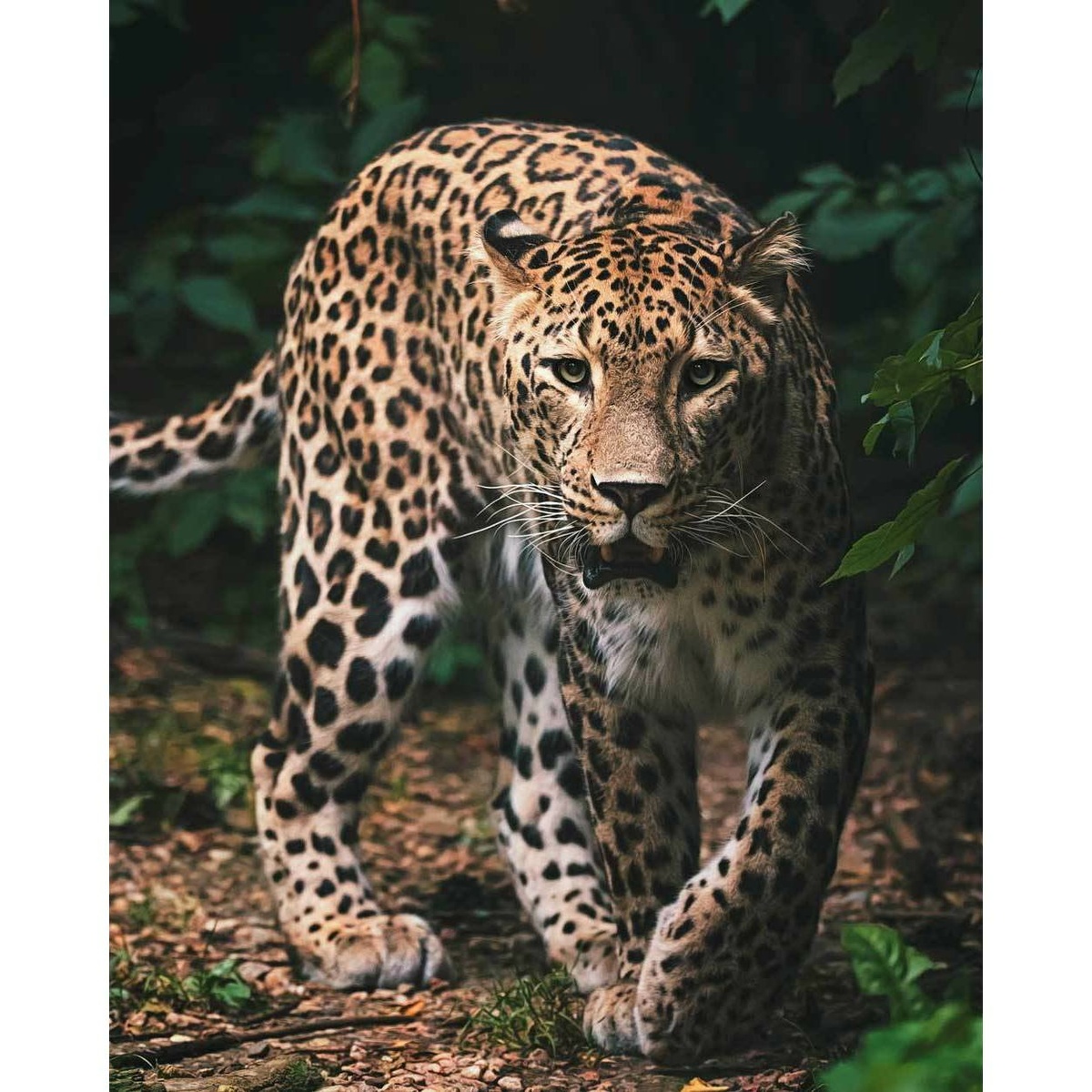 Pătură de copii Leopard green, 120 x 150 cm e4home.ro