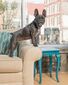PetSafe® Anti-Bark nyakörv újratölthető LITE