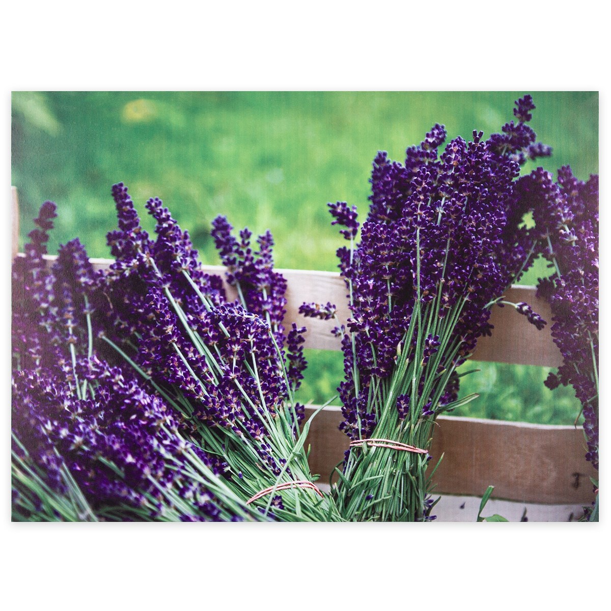 Obraz na plátne Lyon Lavender, 78 x 58,5 cm,