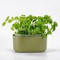 Jardinieră cu auto-irigare Plastia, verde,31 x 16 cm