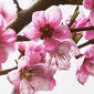 Cseresznyevirág alátétek 28 x 43 cm, 4 db-os szett