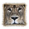 Perniță SAFARI Leu, 45 x 45 cm