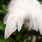 Andělská křídla z peří 18 x 16 cm bílá, sada 12 ks
