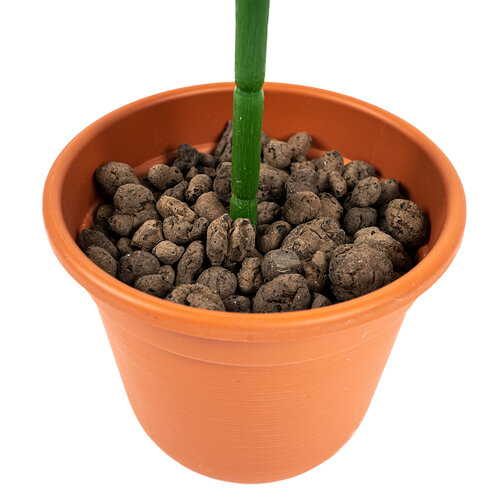 Umetna roža Syngonium v loncu