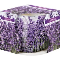Ароматична свічка в склі Lavender 100 г, 7,2 см