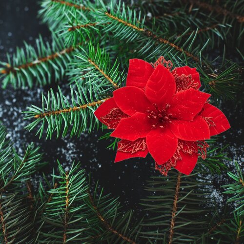 Різдвяна прикраса Poinsettia з затискачем червона, набір з 6 штук