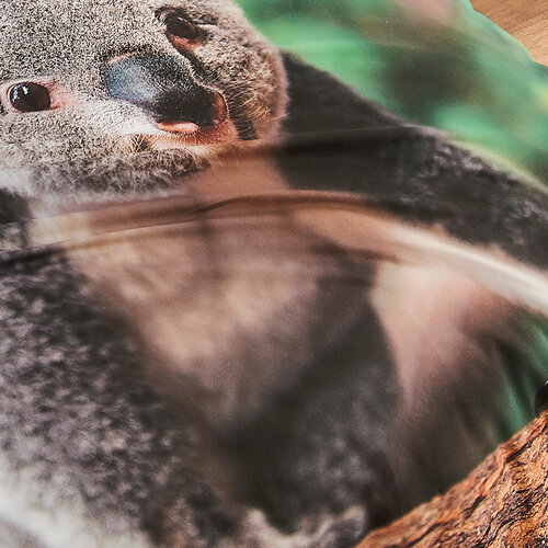 4Home Постільна білизна Koala bear renforcé, 140 х 200 см, 70 х 90 см