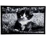 Vnitřní rohožka Kotě, 40 x 60 cm, bílá + černá, 40 x 60 cm